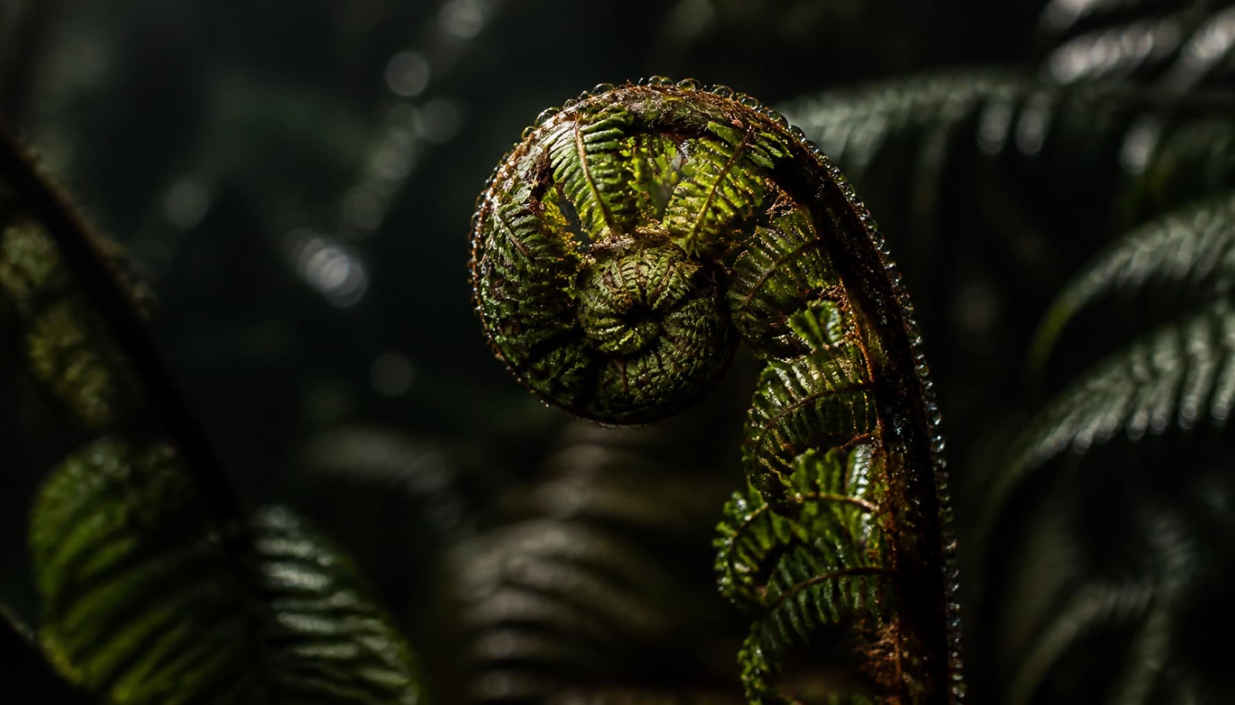 Botanical Macro Series by @studioMere